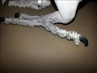 A quel oiseau cette patte appartient-elle ?