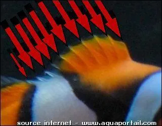 Ceci n'est pas une patte mais une nageoire ! A qui appartient-elle ?