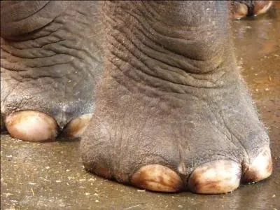 A quel animal cette grosse patte appartient-elle ?