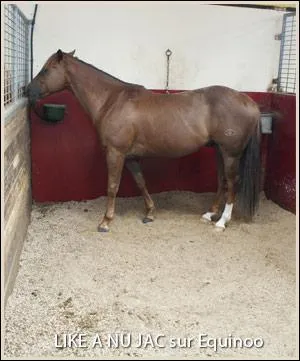 A quoi sert la litire ? (copeaux de bois)