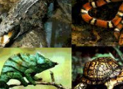 Quiz Les reptiles