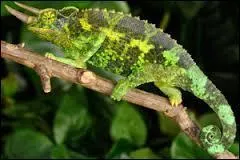 Le camlon de l'image est un :