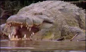Combien pse un crocodile du Nil ( au maximum ) ?