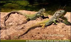 De quel ordre est issu la famille des lzards ?