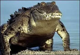 Un crocodile peut courir jusqu' :