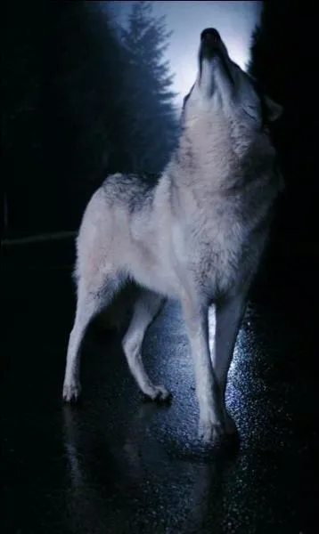 Je suis le premier shrif de Storybrook. Quel est mon nom ?