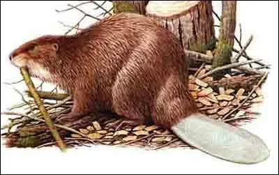 Violette Leduc fut aussi une romancire, un peu maudite. Un autre grand personnage de la littrature franaise fut son amie : laquelle ?