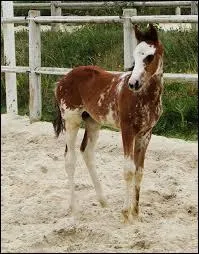 Quelle est cette robe ?