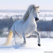 Quiz Chevaux