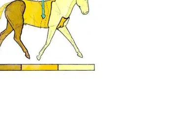 Quiz Galop 1