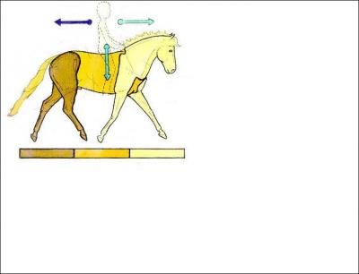 Le cheval possde un avant-train, un corps et un arrire train.