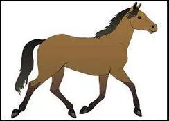 Comment se nomme le  cou  du cheval ?