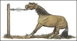 Pour attacher votre monture, vous devez :