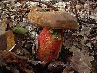 Ces champignons se ressemblent beaucoup, lequel est-ce ici ?