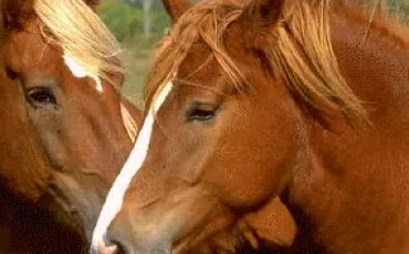 Quiz Galop 4