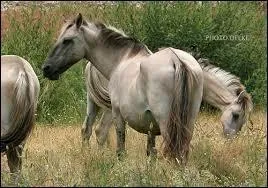 Ne confondons pas Shagya et Sorraa. Lequel vient de Hongrie ?