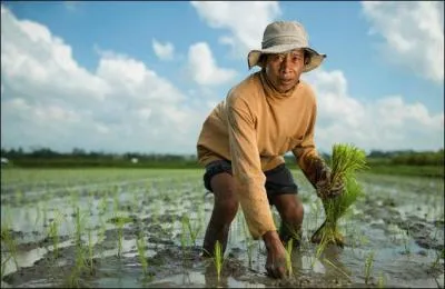 Si nous changeons de latitude, nous récolterons le riz avec les Balinais. Dans quelle région du monde nous trouvons-nous ?