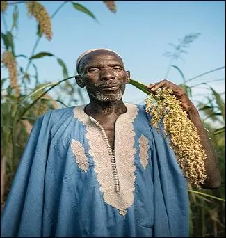 Que cultive cet agriculteur malien ?