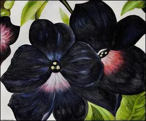 Ptunias noir et violet.