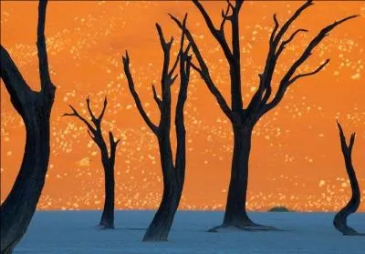 Qui voit l'arbre, sans voir la fort qui se cache derrire, n'ira jamais trs loin.