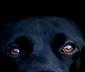 Un site pionnier du web a ferm ses portes dimanche soir. Il s'agit de: