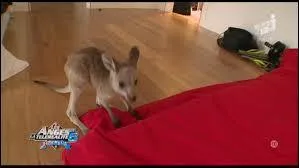 Comment s'appelle le kangourou ?