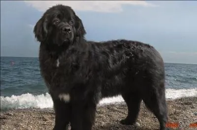 Quelle est la race de ce chien ?