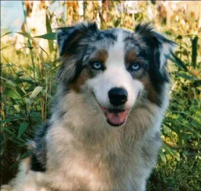 Quelle est la race de ce chien ?