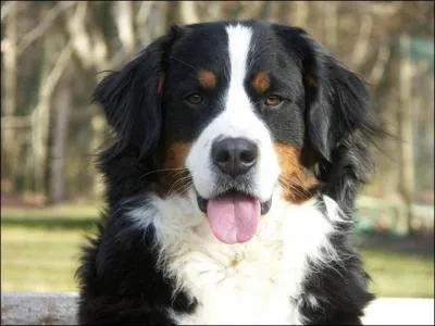 Quelle est la race de ce chien ?