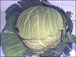 Une carence en vitamine PP (B3) provoque la  pellagre .