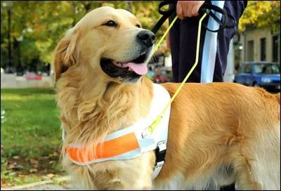 Les chiens guides d'aveugles sont accepts dans tous les lieux ouverts au public.