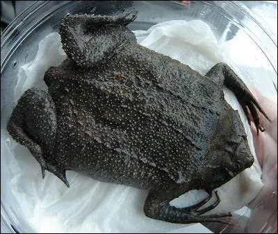 La femelle pipa pipa ou crapaud du Surinam pond ses oeufs sur le ventre du mle qui les place ensuite sur le dos de sa partenaire, les petits closent au bout de 2  3 mois .