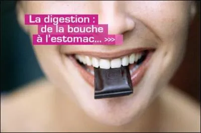 L'amylase est une enzyme qui se trouve dans la bouche.