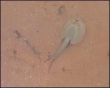 Cet animal est une tortue.