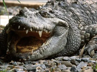 Un crocodile peut tre perch sur une branche.