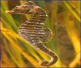 Comment se comporte la nageoire dorsale de l'hippocampe ?