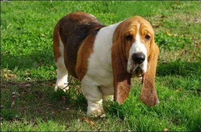 Quelle est la race de ce chien ?