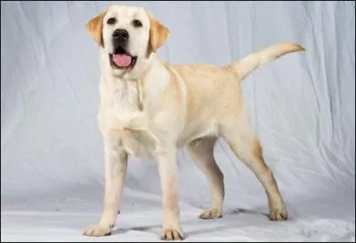 Quelle est la race de ce chien ?