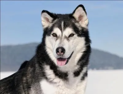 Quelle est la race de ce chien ?