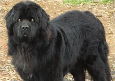 Quelle est la race de ce chien ?