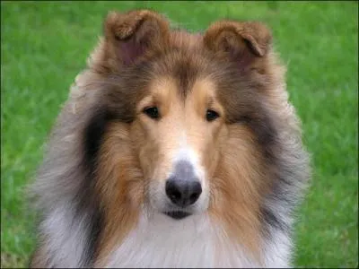 Quelle est la race de ce chien ?