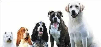 Combien de temps peut vivre un chien en moyenne ?