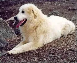 Quelle est la race du chien dans le film  Belle et Sbastien  ?