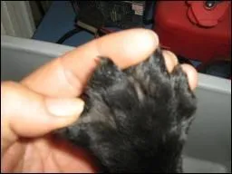 Quel chien adore l'eau et a des pattes palmes ?