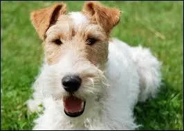 Quelle est la race du compagnon de Tintin ?