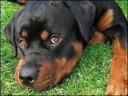 Quel est le poids idal pour un rottweiller ?