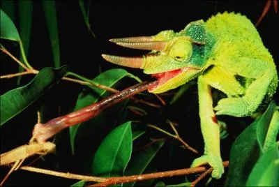 Quel est ce caméléon ?