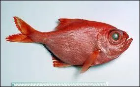 Quel est ce poisson ?