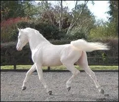 Quelle est la couleur de la robe ci-contre ?