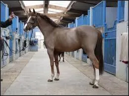 Quelle est la robe ci-contre ?